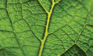 Close-up photo of the back side of a green leaf
